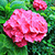 the flower