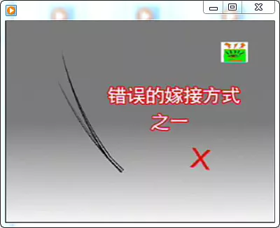 睫毛嫁接视频教程